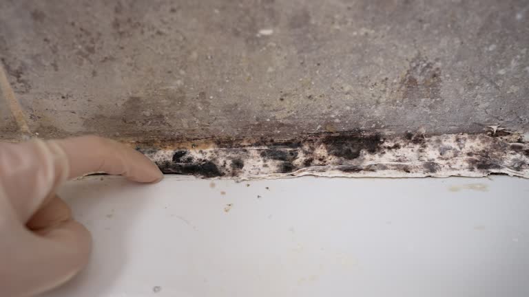 Reliable Shelton, NE Mold Removal Solutions